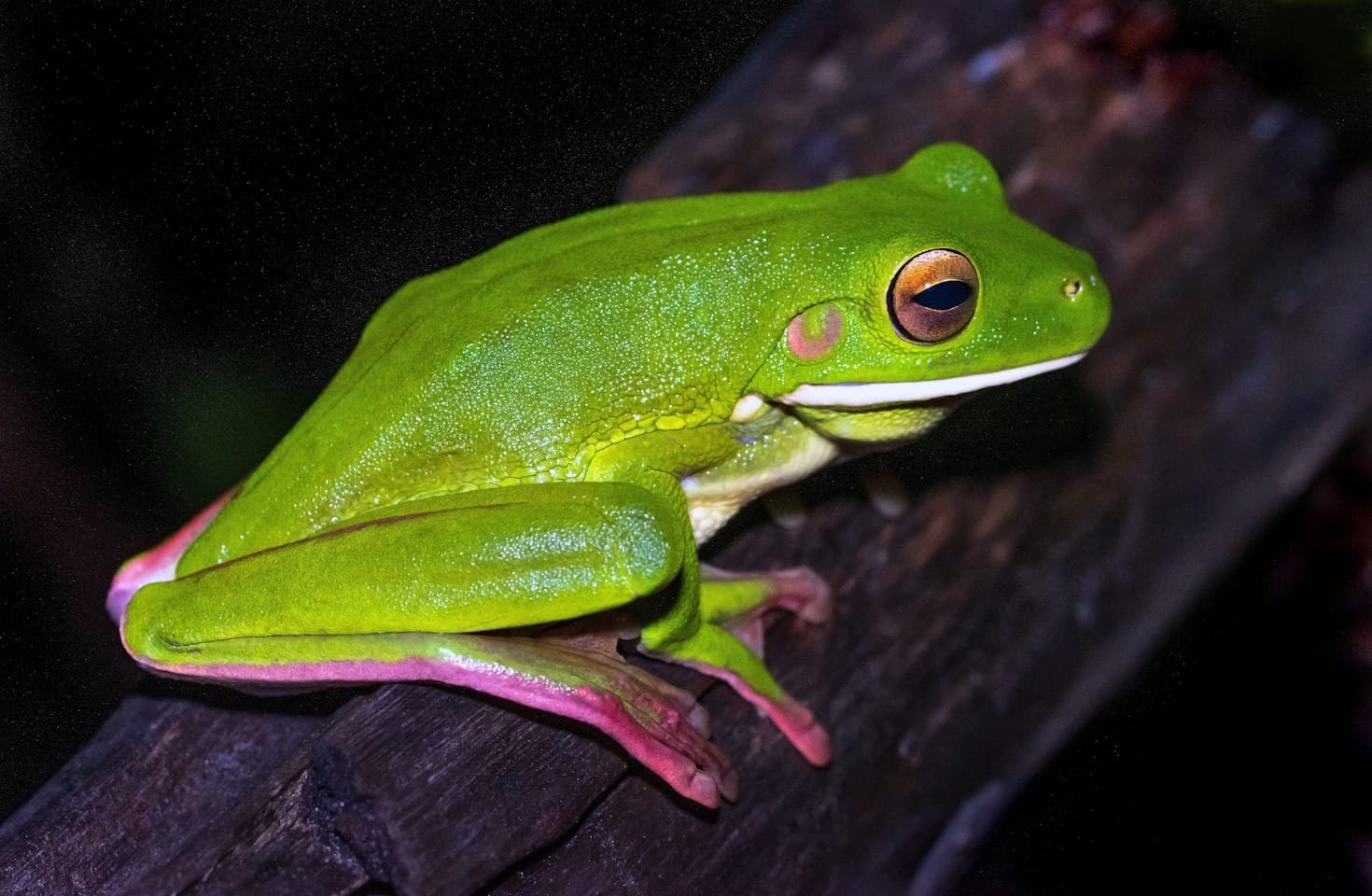 十大最受歡迎的爬行動物